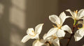 Jasmine Bundle